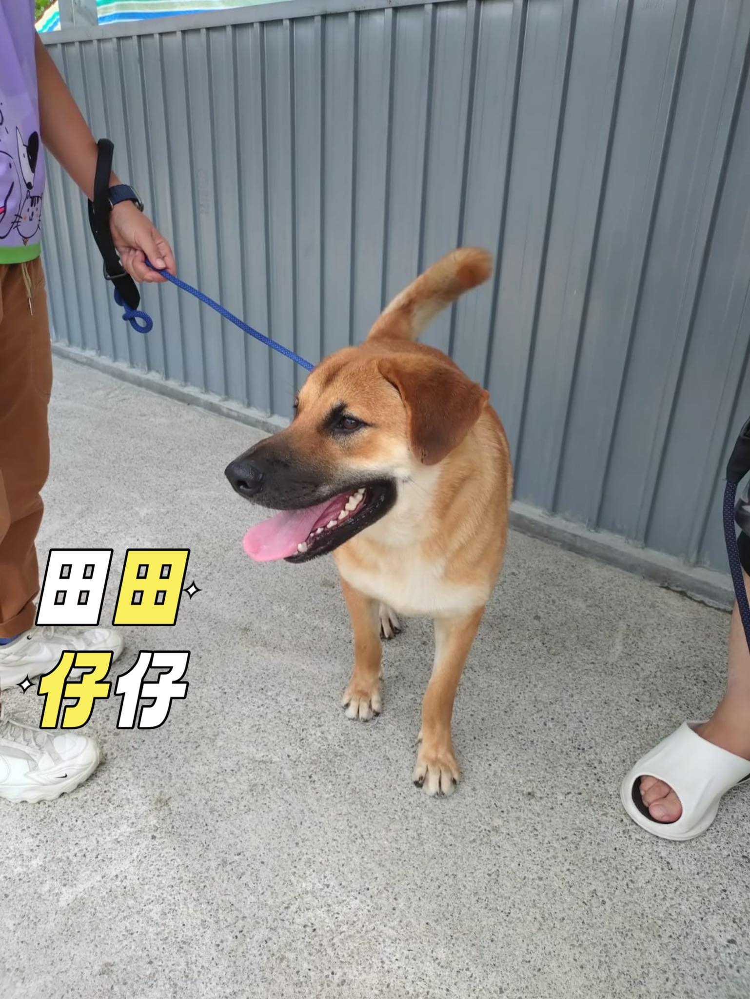 田田
